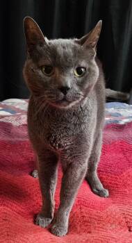 Cyrus -  Domestic Short Hair Cat Available for Adoption in Kirklin, Indiana - Cyrus | PetCurious