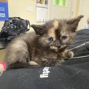 Angel -  Domestic Short Hair Cat for Adoption in Monroe, Louisiana - Angel | PetCurious