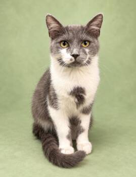 Dempsey -  Domestic Short Hair Cat for Adoption in Rock Springs, Wyoming - Dempsey | PetCurious