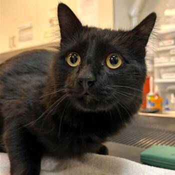 Salvatore -  Domestic Medium Hair and Domestic Short Hair Cat for Adoption in Woodinville, Washington - Salvatore | PetCurious