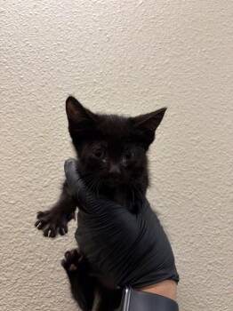 WREN - NEEDS A FOSTER -  Domestic Medium Hair Cat for Adoption in Ontario, California - WREN - NEEDS A FOSTER | PetCurious
