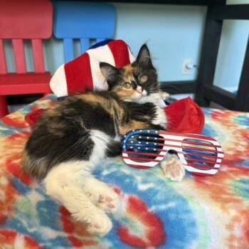 Rainbow Dash -  Domestic Medium Hair Cat for Adoption in Ferndale, Washington - Rainbow Dash | PetCurious