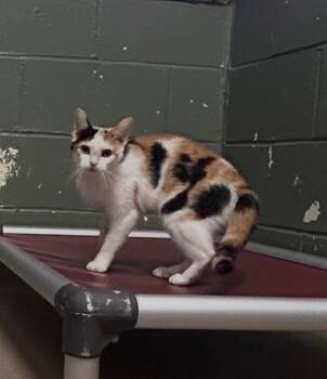 Chanel -  Calico Cat for Adoption in New Cumberland, West Virginia - Chanel | PetCurious