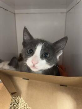Domestic Short Hair Cats Available for Adoption in Roseville, California - Benedict | PetCurious