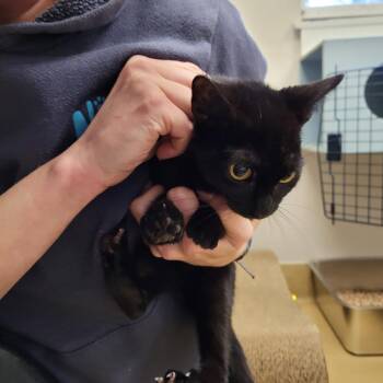 Rescue Domestic Short Hair Cats for Adoption in Nantucket, Massachusetts - Wednesday | PetCurious