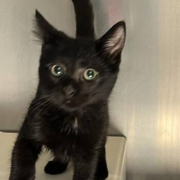 Templeton -  Domestic Short Hair Cat for Adoption in Baltimore, Maryland - Templeton | PetCurious