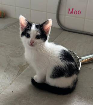Domestic Short Hair Cats Available for Adoption in Lambertville, New Jersey - Moo | PetCurious