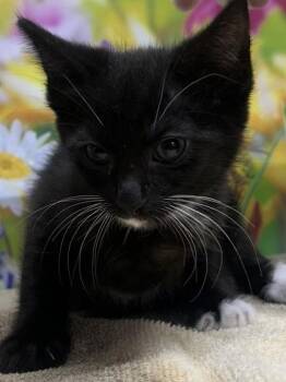 Bitsy -  Domestic Short Hair Cat for Adoption in San Antonio, Texas - Bitsy | PetCurious