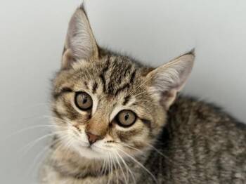 Orange -  Domestic Short Hair Cat for Adoption in Portland, Oregon - Orange | PetCurious
