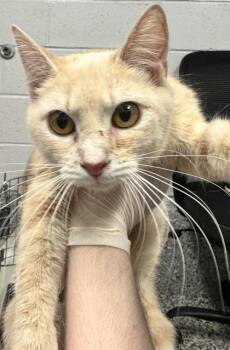 Callie -  Domestic Short Hair Cat for Adoption in West Chester, Pennsylvania - Callie | PetCurious