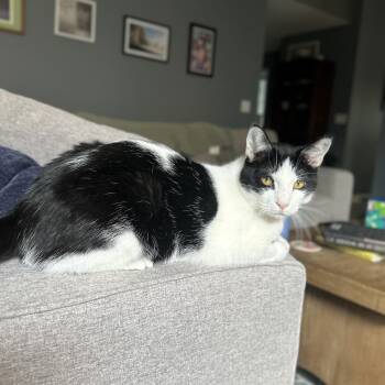 Pritchard -  Domestic Short Hair Cat for Adoption in Columbus, Ohio - Pritchard | PetCurious
