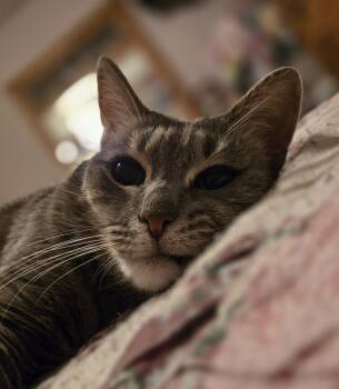 Rescue Domestic Short Hair Cats for Adoption in North Haledon, New Jersey - Honey | PetCurious