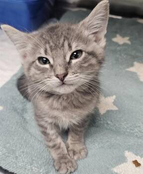 A011364 -  Domestic Short Hair Cat for Adoption in Wylie, Texas - A011364 | PetCurious
