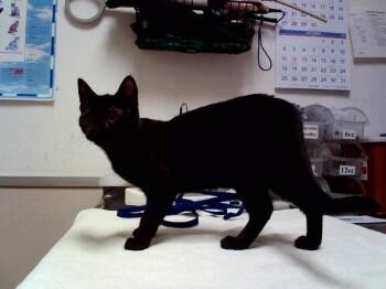 MIDNIGHT -  Domestic Short Hair Cat for Adoption in Martinez, California - MIDNIGHT | PetCurious