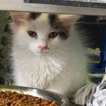 Cranberry -  Domestic Short Hair Cat for Adoption in Lenexa, Kansas - Cranberry | PetCurious