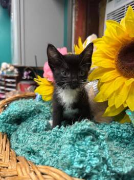 Domestic Short Hair Cats Available for Adoption in Rockport, Texas - Merry | PetCurious