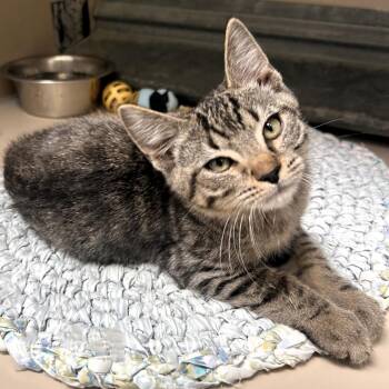 61612659 -  Domestic Short Hair Cat for Adoption in Elko, Nevada - 61612659 | PetCurious