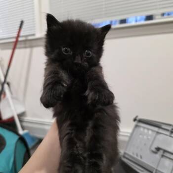 Domestic Long Hair Cats Available for Adoption - Sinclair | PetCurious