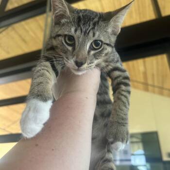 Flintstone -  Domestic Short Hair Cat for Adoption in Leander, Texas - Flintstone | PetCurious