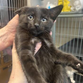 DASH -  Domestic Short Hair Cat for Adoption in Richmond, California - DASH | PetCurious