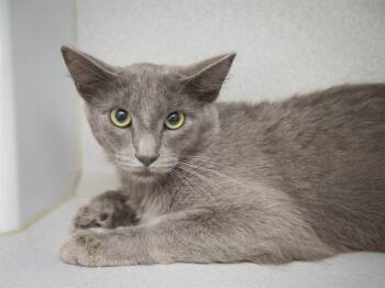STEVE -  Domestic Short Hair Cat for Adoption in Phoenix, Arizona - STEVE | PetCurious