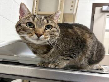 Domestic Short Hair Cats Available for Adoption in Derwood, Maryland - MJ | PetCurious