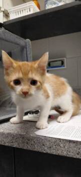 Ruby -  Domestic Short Hair Cat for Adoption in Henderson, North Carolina - Ruby | PetCurious