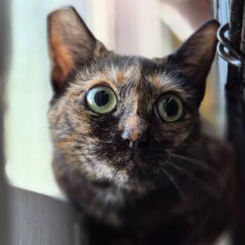 Macadamia -  Domestic Short Hair Cat for Adoption in Richmond, Kentucky - Macadamia | PetCurious