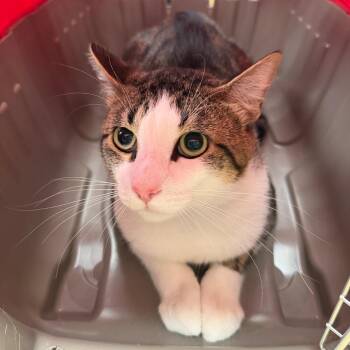 Bob Sanders -  Domestic Short Hair Cat for Adoption in Sarasota, Florida - Bob Sanders | PetCurious