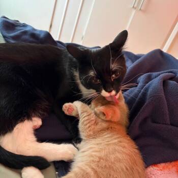 Elio -  Domestic Short Hair Cat for Adoption in Spokane, Washington - Elio | PetCurious