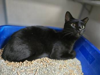 Domestic Short Hair Cats Available for Adoption in Aliquippa, Pennsylvania - MINX | PetCurious
