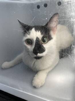 Freckles -  Domestic Short Hair Cat for Adoption in New York, New York - Freckles | PetCurious