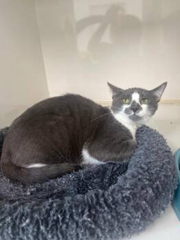 Caspian -  Domestic Short Hair Cat for Adoption in Corpus Christi, Texas - Caspian | PetCurious