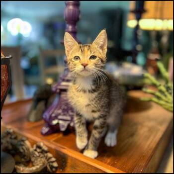 Rescue Domestic Short Hair and Torbie Cats for Adoption in Roswell, Georgia - Grim | PetCurious