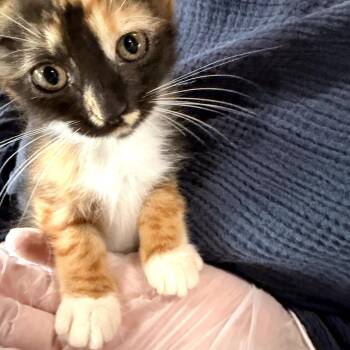 Domestic Medium Hair Cats Available for Adoption in Volcano, Hawaii - Puka (COH-A-67053) | PetCurious