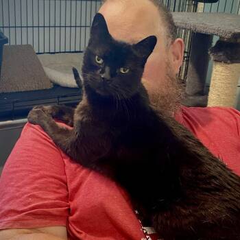 Domestic Short Hair Cats Available for Adoption in Springfield, Oregon - Mumei | PetCurious