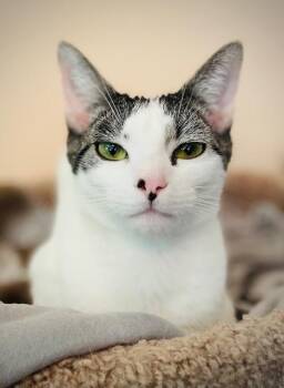 Domestic Short Hair Cats Available for Adoption in Duxbury, Massachusetts - Hannub W/ Maribelle | PetCurious