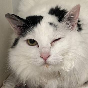Bobbi -  Domestic Long Hair Cat Available for Adoption in Tucson, Arizona - Bobbi | PetCurious