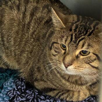 Folklore -  Domestic Short Hair Cat for Adoption in Dearborn, Michigan - Folklore | PetCurious