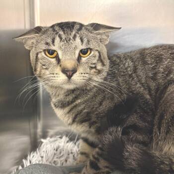 Fika -  Domestic Short Hair Cat for Adoption in East Hampton, New York - Fika | PetCurious