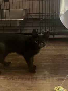 Mulberry -  Domestic Short Hair Cat for Adoption in Duxbury, Massachusetts - Mulberry | PetCurious