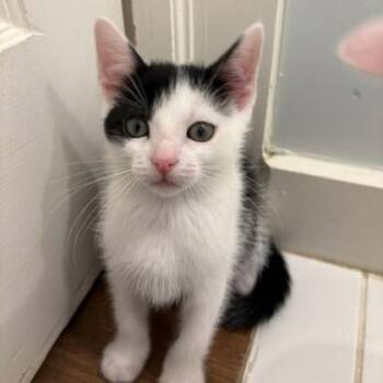 Desitin -  Domestic Short Hair Cat for Adoption in Richmond, Virginia - Desitin | PetCurious