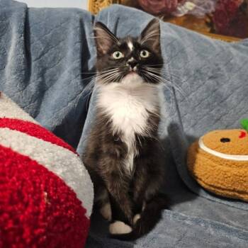 Rescue Domestic Short Hair Cats for Adoption in Bonsall, California - Lord Whiskers 4866 | PetCurious