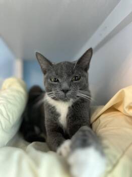 Domestic Short Hair Cats Available for Adoption - Asher | PetCurious