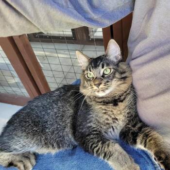 Domestic Medium Hair Cats Available for Adoption - Joey | PetCurious