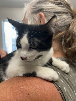 Rescue Domestic Short Hair Cats for Adoption in Emmett, Idaho - Kitten - Ivy | PetCurious