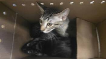 Billy Bob -  Domestic Short Hair Cat for Adoption in Wichita, Kansas - Billy Bob | PetCurious