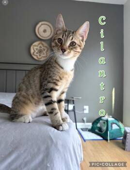 Cilantro -  Domestic Short Hair Cat for Adoption in Rossville, Georgia - Cilantro | PetCurious