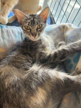 Fern -  Domestic Medium Hair Cat for Adoption in Mcpherson, Kansas - Fern | PetCurious