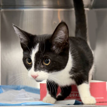 Rescue Domestic Short Hair Cats for Adoption in Voorhees Township, New Jersey - Rebel | PetCurious